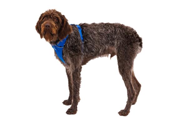 Ruffwear Front Range Geschirr Blue Pool Gr. S